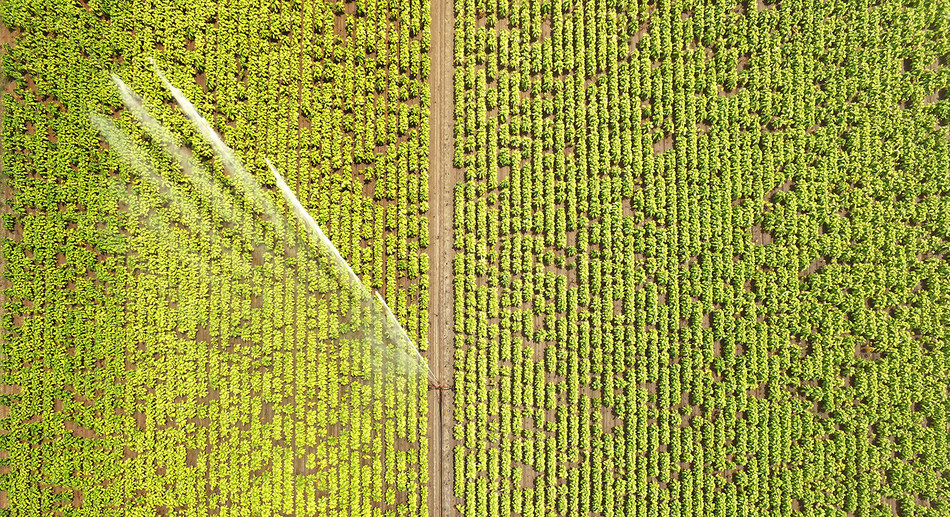 There is great potential for the use of AI and analytics in agriculture to improve plant health, soil productivity and crop yields. (Photo credit: North Carolina State University).