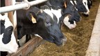 Penn State research demonstrates significant increase in feed efficiency with unique corn silage