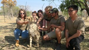 Happy International Cheetah Day! Let's #SaveTheCheetah As Our Planet's Fastest Big Cat Races Against Extinction