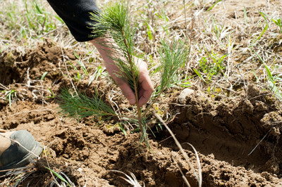 A seedling grown for the 50 Million Tree Program. (CNW Group/Forests Ontario)