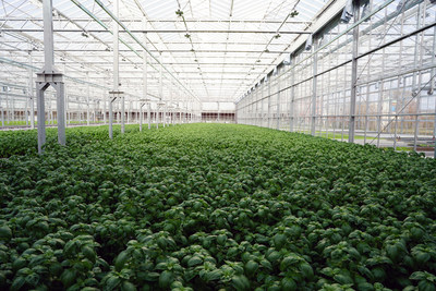 A look inside Gotham Greens's new high-tech indoor farming