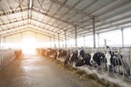 Study: Unique corn silage delivers significant feed efficiency gain in dairy cattle