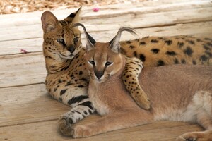 Panther Ridge Conservation Center Voted #1 Zoo in Florida