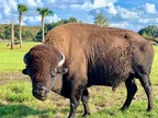 Wild Florida Announces Grand Opening of Drive-thru Safari Park