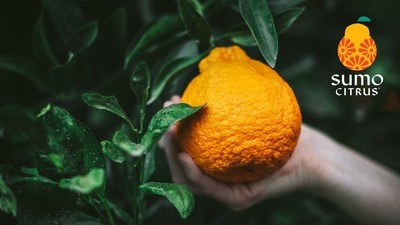 Food Find: Sumo citrus  Center for Science in the Public Interest