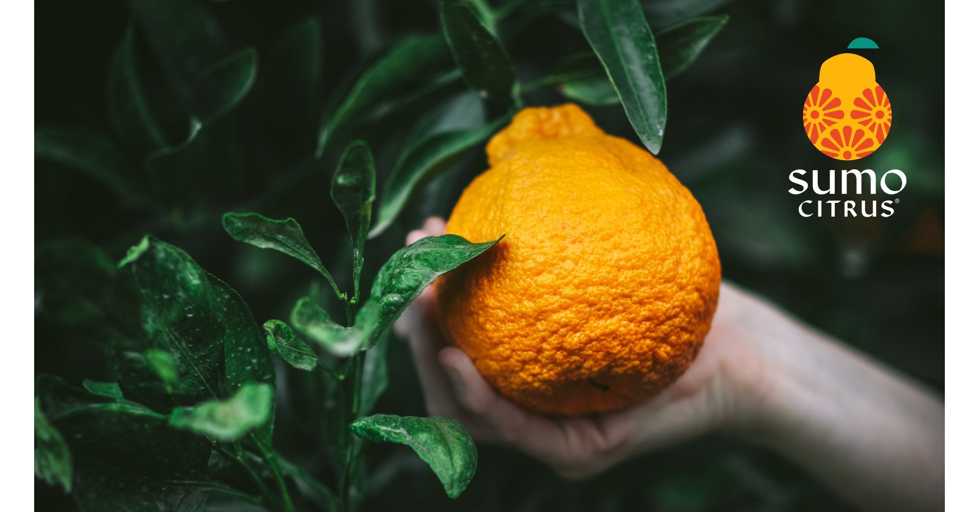 Sumo Citrus® Returns, Readies For Historic 2023 Season With Largest Crop On  Record