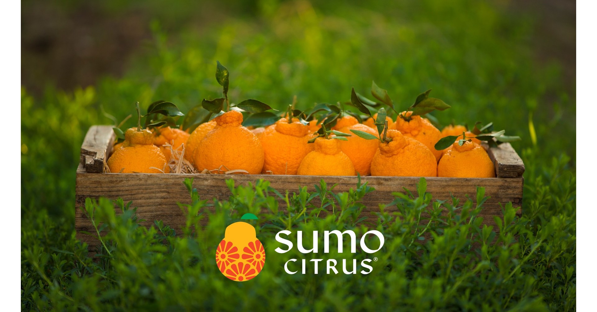 Sumo citrus is new to us, but it is a - WNC Farmers Market