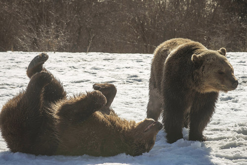 Two bears play in the snow at a sanctuary in Romania, funded by World Animal Protection.
Date: February, 2017. 
Credit: World Animal Protection (CNW Group/World Animal Protection)
