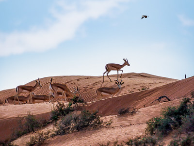 Gazelles at The Ritz-Carlton Ras Al Khaimah, Al Wadi Desert