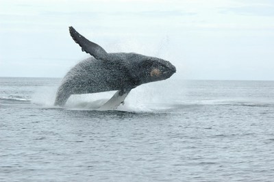 Photo of whale just before the illegal interaction with the fishing guide ? entered as evidence (CNW Group/Fisheries and Oceans Canada, Pacific Region)