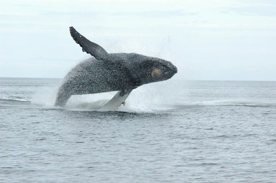 Photo de la baleine juste avant l'interaction illgale avec le guide de pche - dpose comme lment de preuve (Groupe CNW/Pches et Ocans Canada, Rgion du Pacifique)
