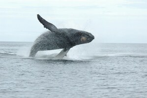 Première condamnation en vertu du nouveau Règlement sur les mammifères marins entraînant une amende de 2 000 $ pour s'être approché à moins de 100 mètres d'une baleine