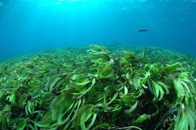 Fotonatura and Seychelles Islands Foundation