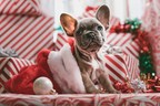 7 Purr-fect Holiday Gifts for Your Furry Loved Ones