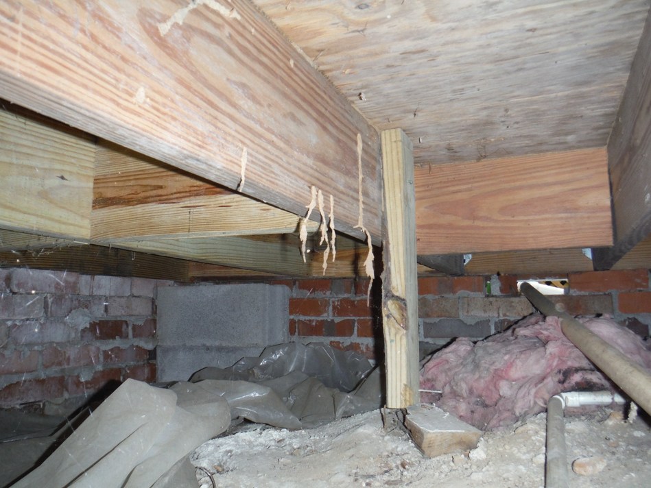 Powerful Pest Termite Solutions Termite Control Termites Termite Treatment Cost