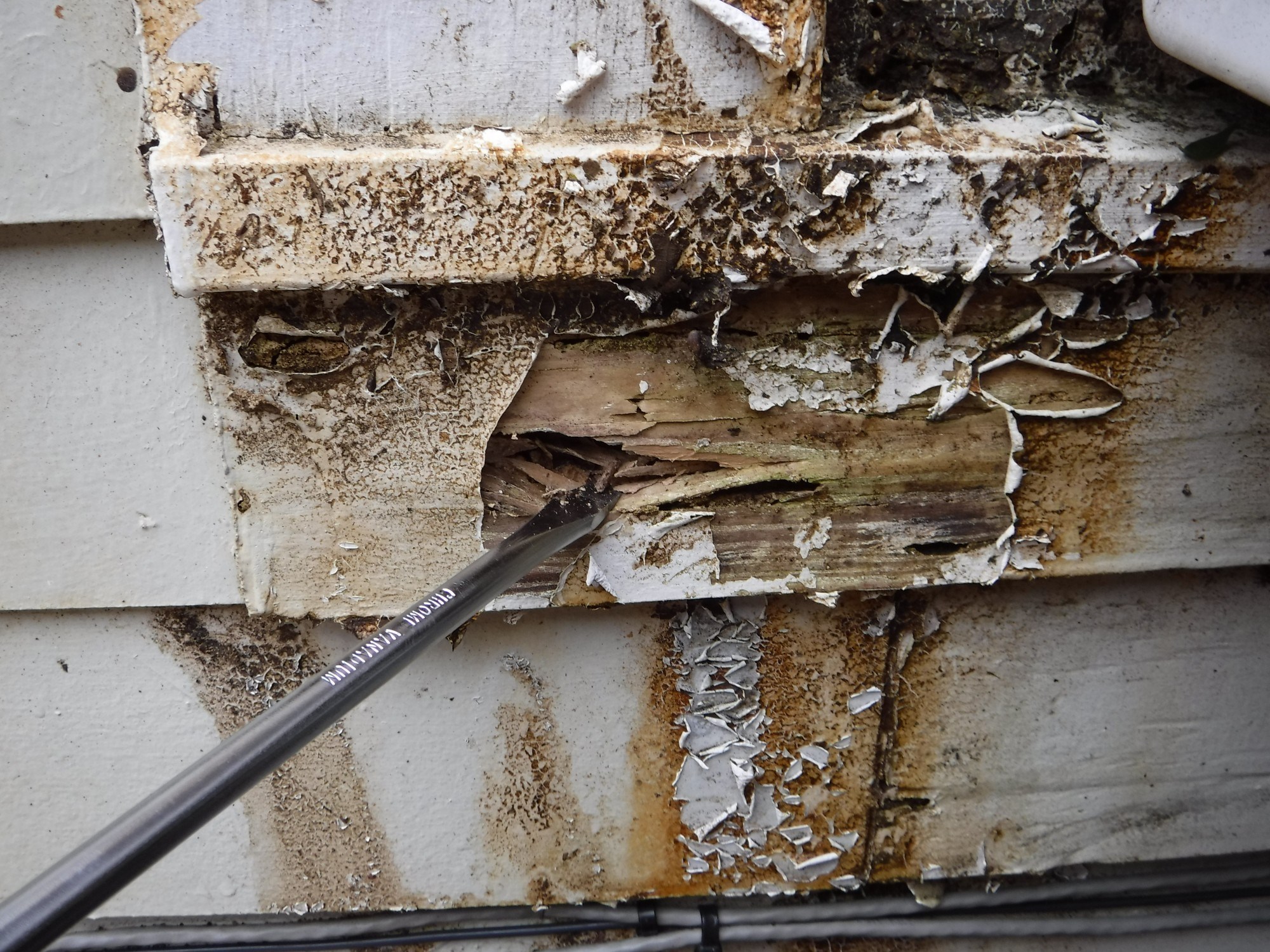 2020 Termite Treatment Costs Cost To Tent A House Homeadvisor