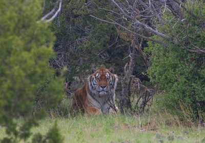 A rescued tiger at The Wild Animal Refuge in Colorado enjoying his 35-acre habitat.