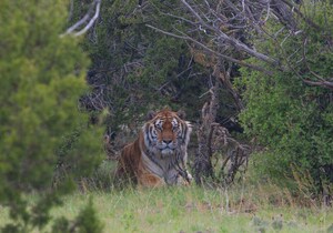 The Wild Animal Sanctuary and The Wild Animal Refuge in Colorado Accredited by the Global Federation of Animal Sanctuaries