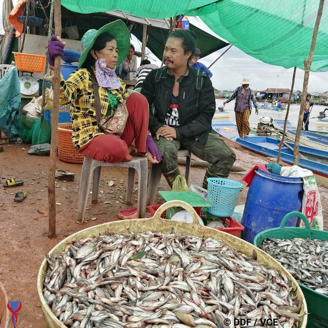 Speaking to fishermen at the uninspiring and unregulated fishing village of Chnouk Tru along the Tonle Sap Lake's southeastern banks, a consistent story unfolded: over the past 10 years, daily catch has diminished between 70-90% and a vast range of previously abundant species are now sparse or nonexistent. In the same port, we openly observed the abundance of illegally caught juvenile fish, and the small-mesh nets used to pillage them.