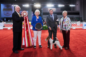 Wire Fox Terrier "Pierce" Wins AKC Royal Canin National All-Breed Puppy And Junior Stakes