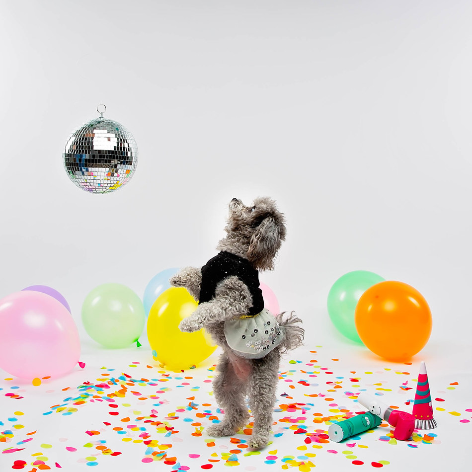 Pets Can Celebrate The New Year With Petsmart S Holiday Party Collection