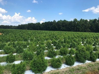 Hemp Farm South Carolina Industrial Hemp Program South Carolina Department of Agriculture