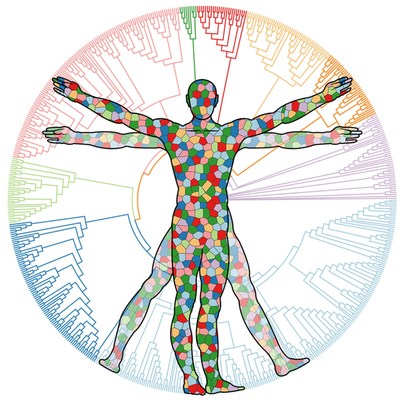 Vitruvian Man: Anelloviruses are commonly detected in the blood and tissues of most people throughout their lives. Individuals can harbor a variety of strains at any one time. Ring has identified thousands of unique anellovirus strains so far. (Image credit: Sigrid Knemeyer and Cesar Arze)