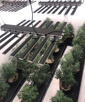 Agrozen Life Sciences Launches R&amp;D Hemp Cultivation Center