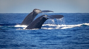Four Seasons Resort Maui Offers Guests More Ways than Ever to Experience Humpback Whales
