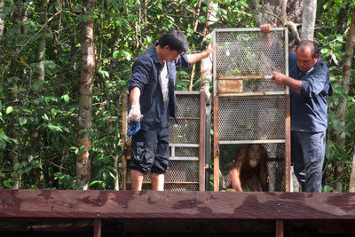 Indian, a 5-year-old Orangutan is being released to the forest of Tanjung Puting National Park, Central Kalimantan on Monday, December 16 2019. The Staffs of OFI are helping Indian to get out from the cage after rehabilitation in OFI Care Center.