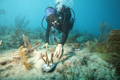 The University of Miami's Rosenstiel School coral researchers, photo captured using Canon imaging equipment.