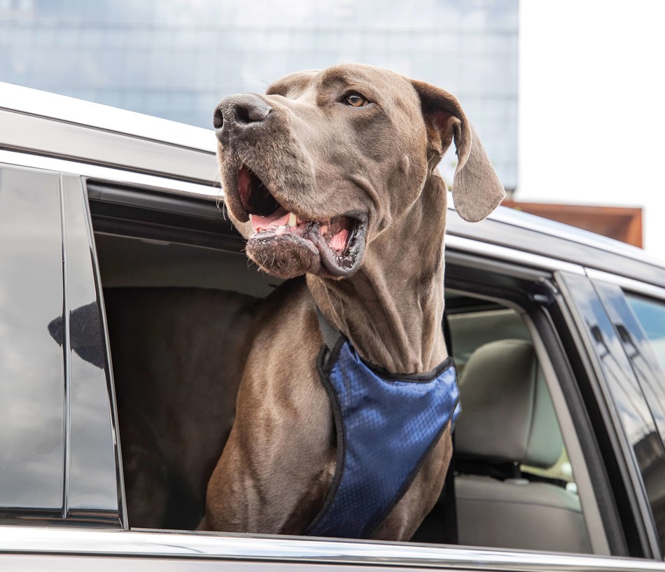 PetSafe® brand, a global leader in pet product solutions, is announcing a new harness replacement program to encourage safe, pet-friendly car rides. The PetSafe® Car Safety Harness Replacement Program will offer a free replacement for any dog harness involved in a vehicle accident, even harnesses made by other brands.