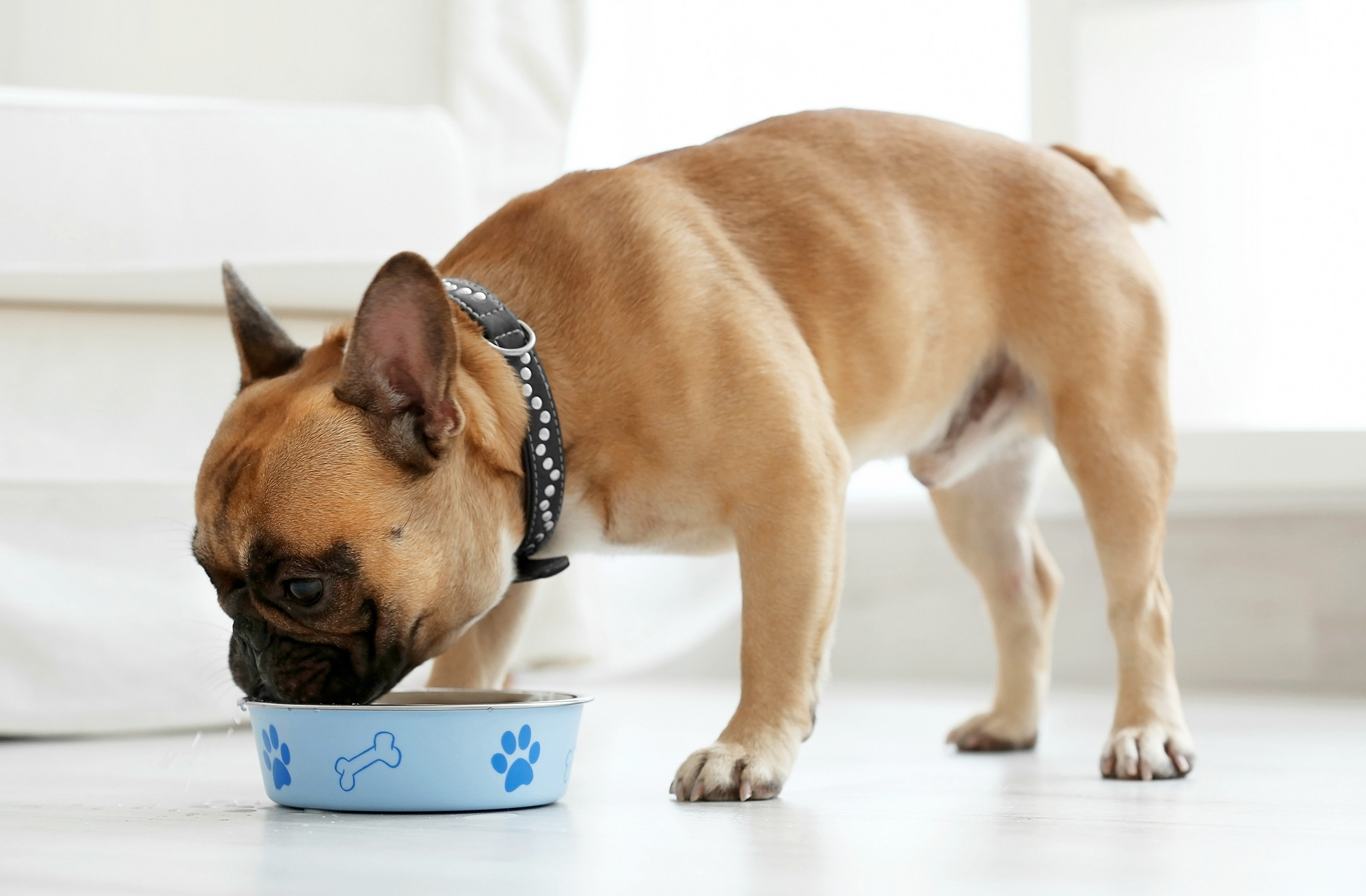 5 Ways To Help Keep Your Dog Happy And Healthy