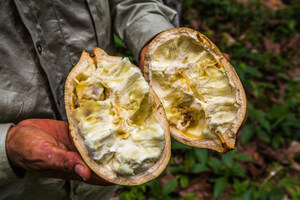 Les saveurs d'Amazonie, une ressource illimitée de goûts exotiques à découvrir