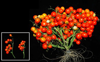 When three specific genetic mutations are combined and tuned just right, scientists can turn tomato plants into extremely compact bushes ideal for urban agriculture. Just two of these mutations (insert, left) shortens the normally vine-like plants to grow in a field, but all three (insert, right) causes their fruits to bunch like grapes. Researchers cut away the plant’s leaves for a clearer view of the new tomatoes. Photo Credit: Lippman lab/CSHL, 2019