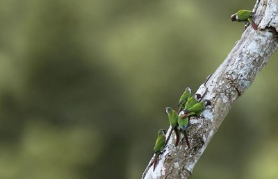 Parrots rest on the tree branches