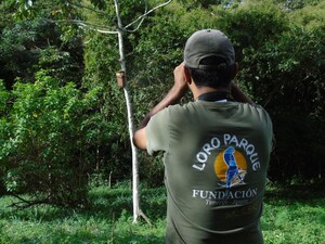 Loro Parque Foundation räddar tio vilda papegojarter från total utrotning