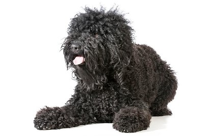 american kennel society dog breeds