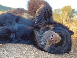 Colorado's Wild Animal Sanctuary Rescues a Record 204 Animals in 2019