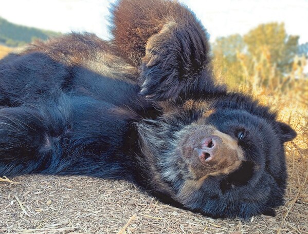 One of three Spectacled Bears rescued from a closed zoo in Argentina enjoying its natural habitat at The Wild Animal Refuge in Colorado.  It is the first time the bears have felt natural substrate under their feet.