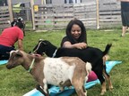 Wounded Warriors Find Their Baaahmaste at Goat Yoga
