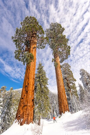 Save the Redwoods League Protects Alder Creek, the "Crown Jewel" of Remaining Giant Sequoia Properties