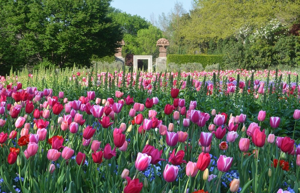 Dallas Arboretum Presents Dallas Blooms Sounds Of Spring