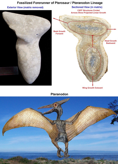 Pterosaur Forerunner Fossil