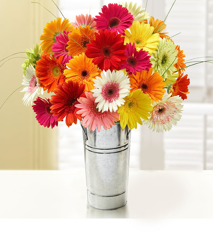 1-800-Flowers.com Happy Gerbera Daisies