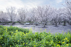 Seeds for Bees: Millions of Wildflowers and Cover Crops Set to Bloom Alongside California's Annual Almond Blossom