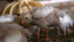 Global charity, World Animal Protection, says fast food chains are failing when it comes to chicken welfare