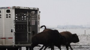 The Government of Canada and Wanuskewin Collaborate to Bring Back the Bison