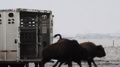 Des bisons du parc national des Prairies sont relchs sur leur nouveau territoire  Wanuskewin.
Photo : Wanuskewin (Groupe CNW/Parcs Canada)