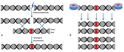 Figure 1. (A) The double ?stranded breaks induced on the genome by nucleases are repaired by a homologous recombination mechanism that occurs between genomic DNA and donor DNA (B) A large number of donor DNA molecules are produced by Algentech's patented replication system (REP), thus contributing to the effectiveness of homologous recombination. (PRNewsfoto/ALGENTECH)